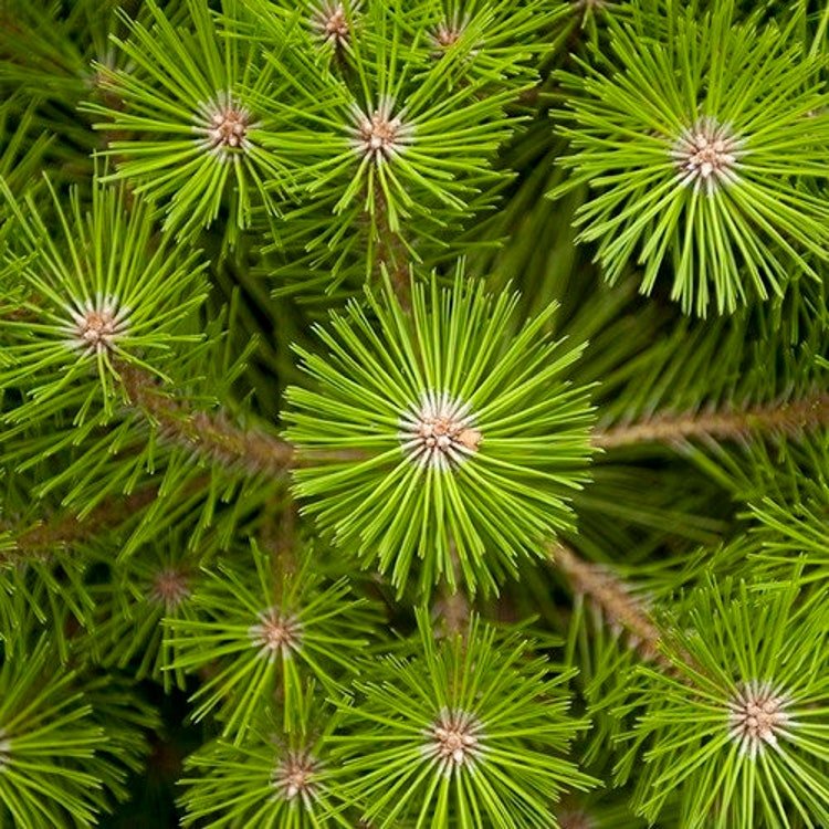 20 Japanese Red Pine Tree Seeds Garden Fresh Seeds