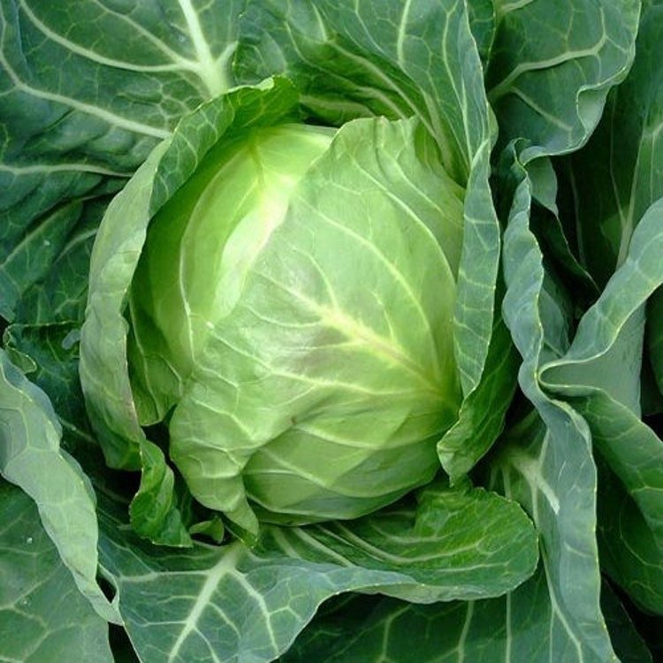 50 Cabbage Copenhagen Market Vegetable Seeds Garden Fresh Seeds