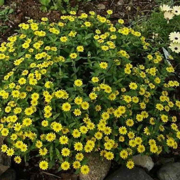 100 Creeping Zinnia Flower Seeds Garden Fresh Seeds