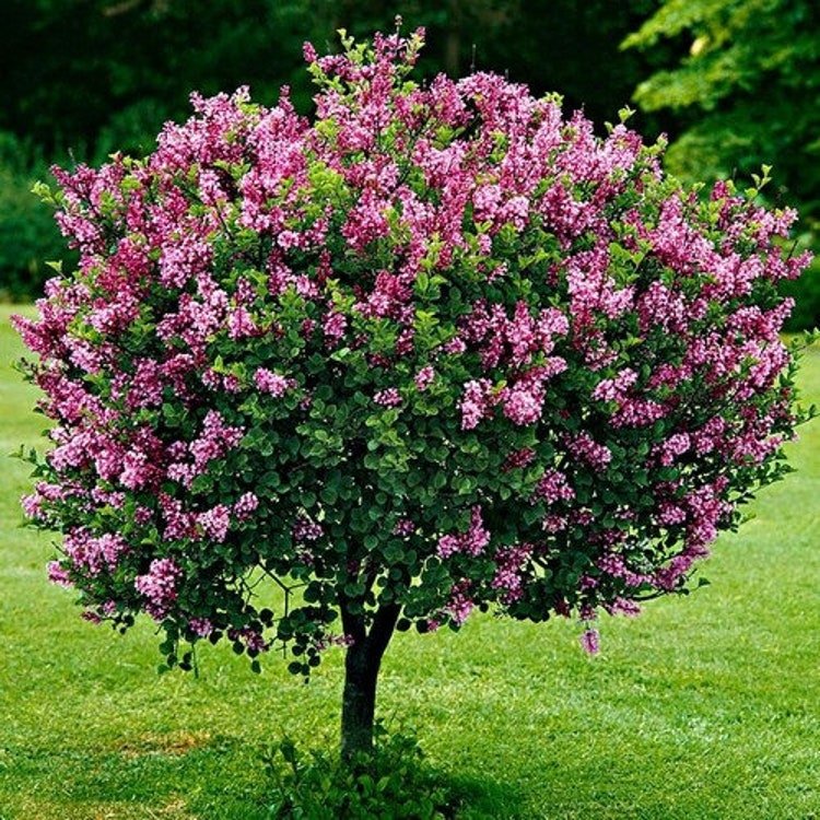 20 French Lilac Bush Seeds Garden Fresh Seeds