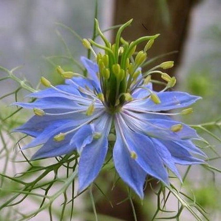 50 Black Cumin Herb Seeds Garden Fresh Seeds
