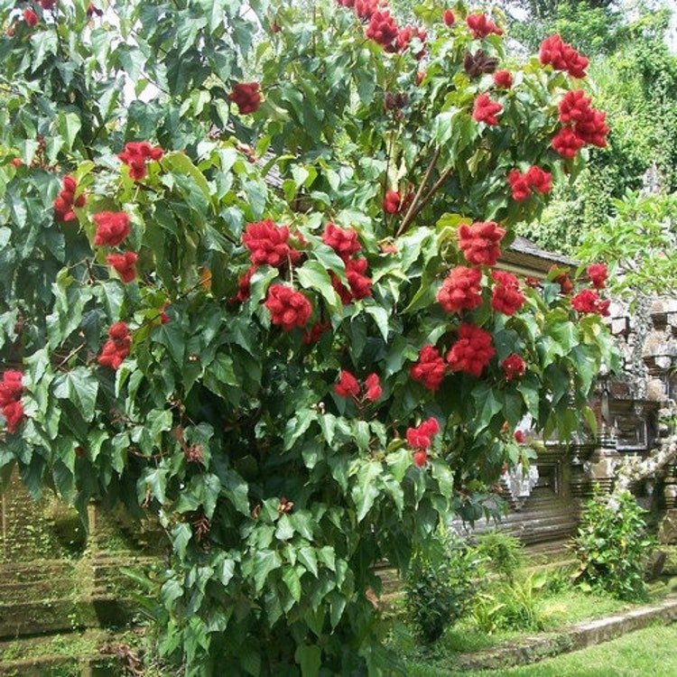 15 Lipstick Tree Seeds Garden Fresh Seeds