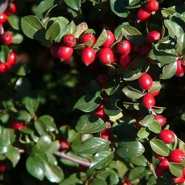 25 Spreading Cotoneaster Bush Seeds Garden Fresh Seeds