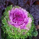 100 Ornamental Cabbage Seeds Garden Fresh Seeds