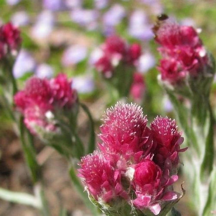 50 Antennaria Pussytoes Red Flower Seeds Garden Fresh Seeds