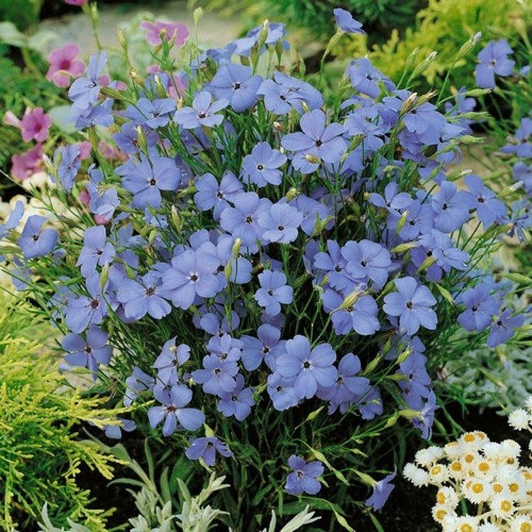 100 Catchfly Blue Angel Flower Seeds Garden Fresh Seeds