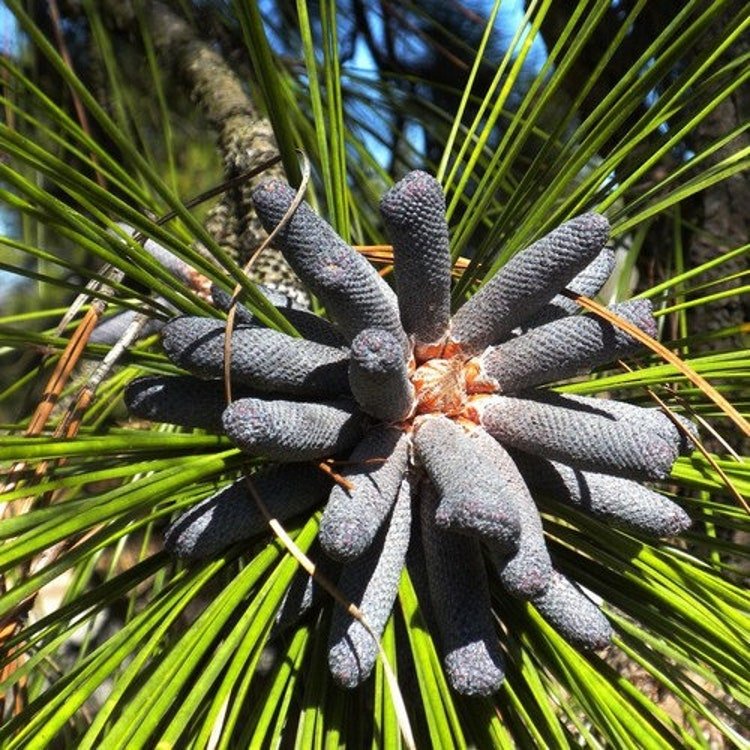 5 Longleaf Pine Tree Seeds Garden Fresh Seeds