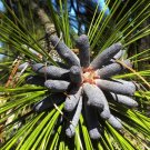 5 Longleaf Pine Tree Seeds Garden Fresh Seeds