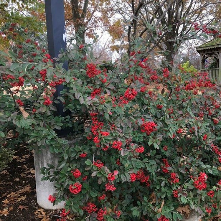 20 Milkflower Cotoneaster Bush Seeds Garden Fresh Seeds