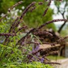 30 Melica Red Spire Ornamental Grass Seeds Garden Fresh Seeds