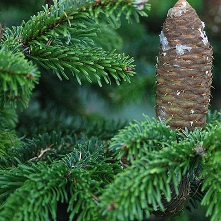 15 Silver Fir Tree Seeds Garden Fresh Seeds
