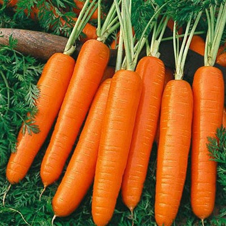 50 Carrot Scarlet Nantes Vegetable Seeds Garden Fresh Seeds
