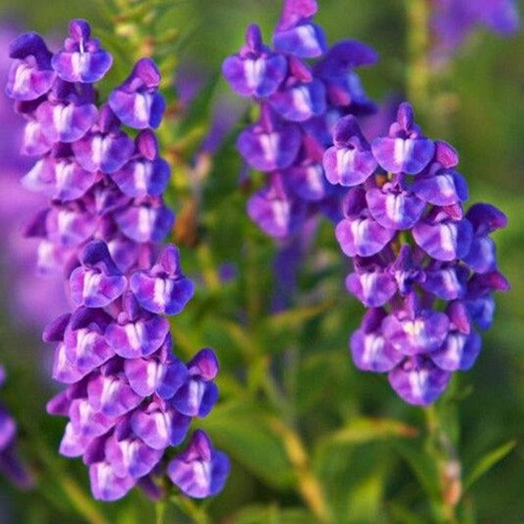 20 Chinese Skullcap Flower Seeds Garden Fresh Seeds