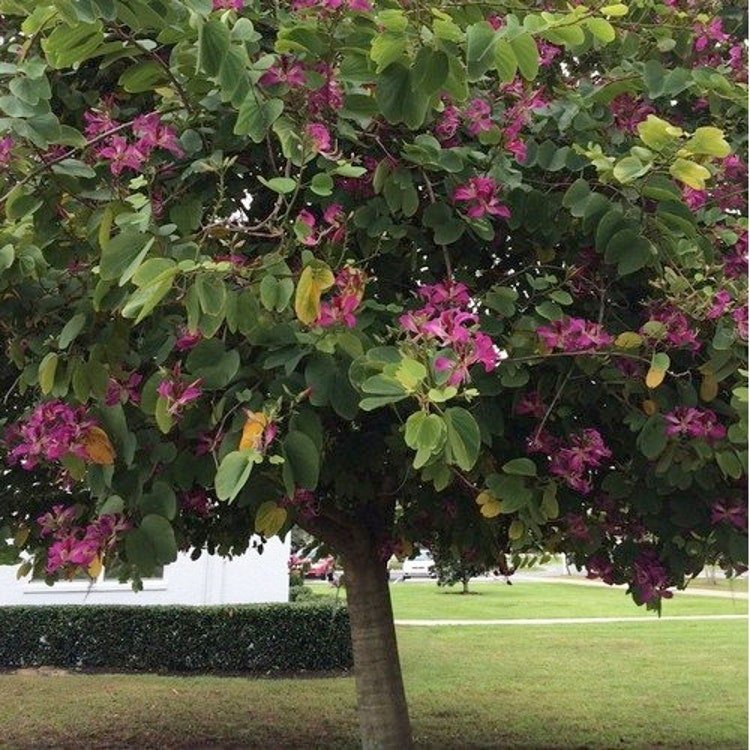 5 Pink Orchid Tree Seeds Garden Fresh Seeds