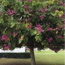 5 Pink Orchid Tree Seeds Garden Fresh Seeds