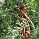 10 Peruvian Pepper Tree Seeds Garden Fresh Seeds