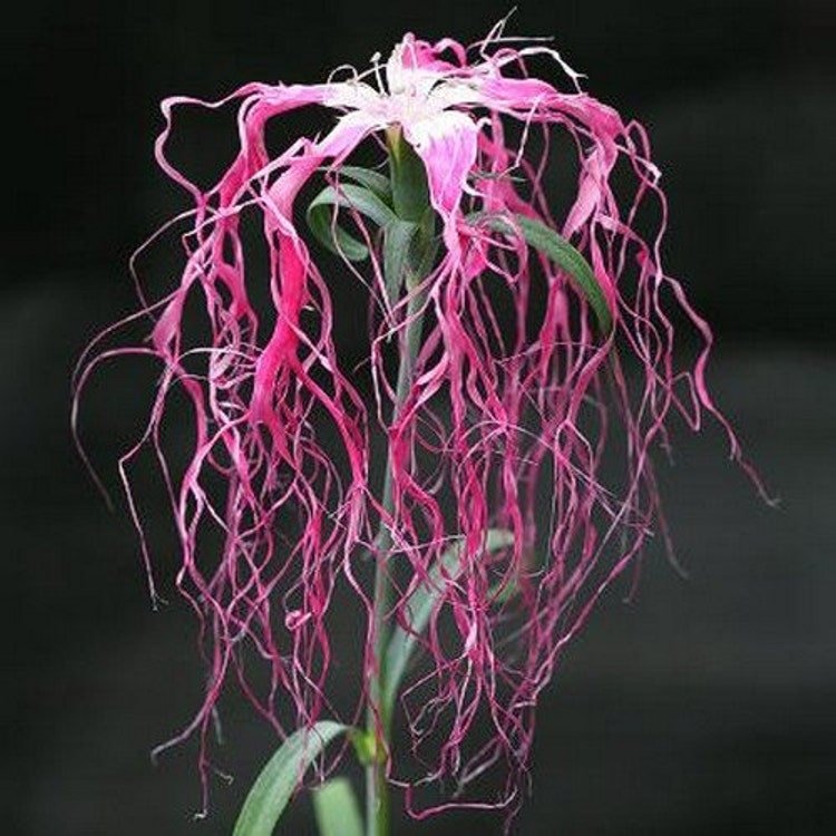 100 Dianthus Spooky Mix Flower Seeds Garden Fresh Seeds