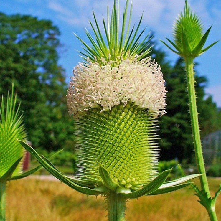 50 Fullers Teasel Plant Seeds Garden Fresh Seeds
