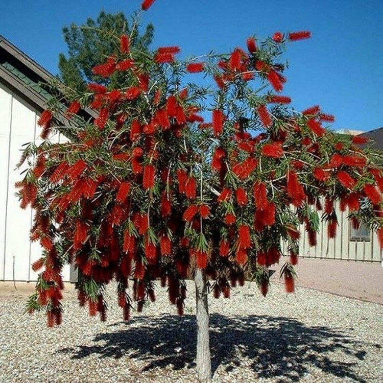 25 Captain Cook Bottlebrush Seeds Garden Fresh Seeds