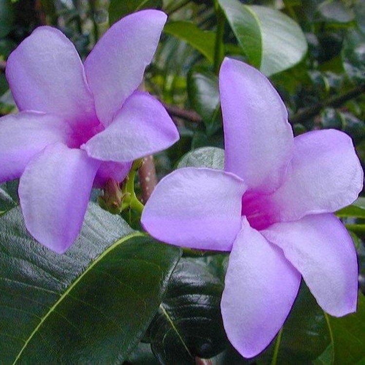 25 Rubber Vine Seeds Garden Fresh Seeds