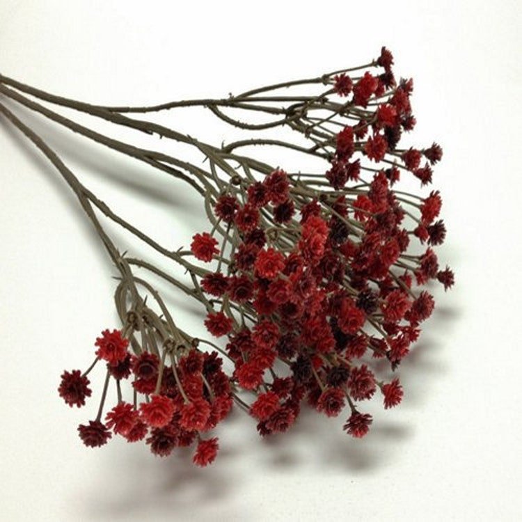 100 Babys Breath Red Flower Seeds Garden Fresh Seeds