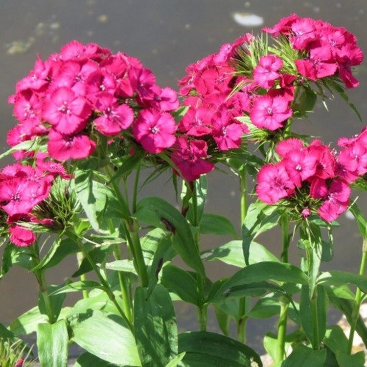 200 Dianthus Pink Beauty Flower Seeds Garden Fresh Seeds