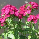 200 Dianthus Pink Beauty Flower Seeds Garden Fresh Seeds