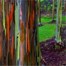 100 Rainbow Eucalyptus Tree Seeds Garden Fresh Seeds