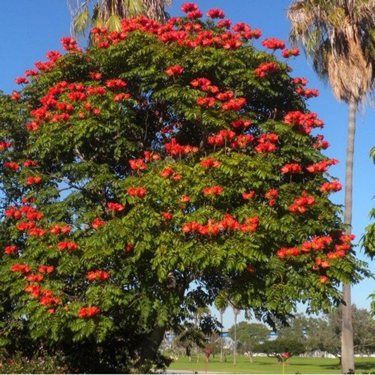25 African Tulip Tree Seeds Garden Fresh Seeds