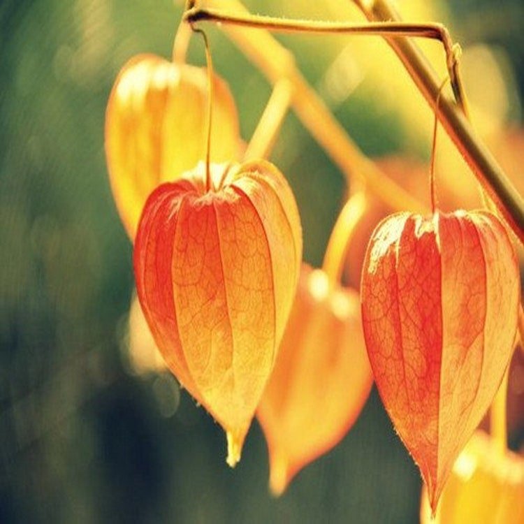 50 Chinese Lantern Plant Seeds Garden Fresh Seeds