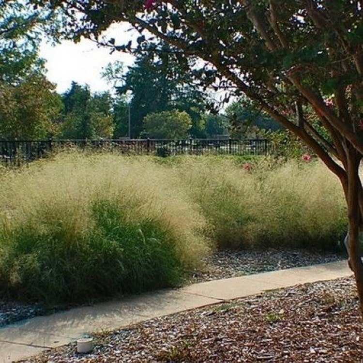 200 Love Grass Sand Ornamental Grass Seeds Garden Fresh Seeds