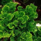 35 Hinoki Cypress Tree Seeds Garden Fresh Seeds