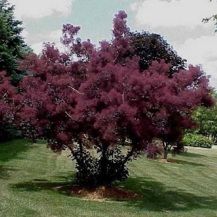 20 Purple Smoke Tree Seeds Garden Fresh Seeds