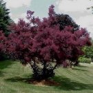 20 Purple Smoke Tree Seeds Garden Fresh Seeds