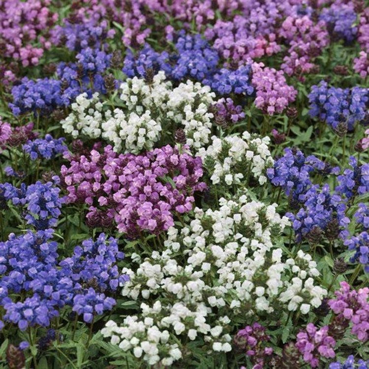 50 Prunella Pagoda Mix Flower Seeds Garden Fresh Seeds