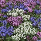 50 Prunella Pagoda Mix Flower Seeds Garden Fresh Seeds