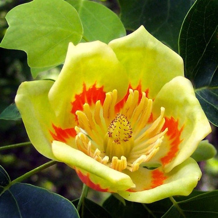 20 American Tulip Tree Seeds Garden Fresh Seeds