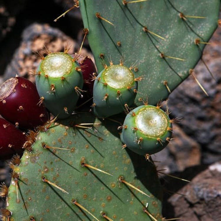 25 Nopal Prickly Pear Cactus Seeds Garden Fresh Seeds