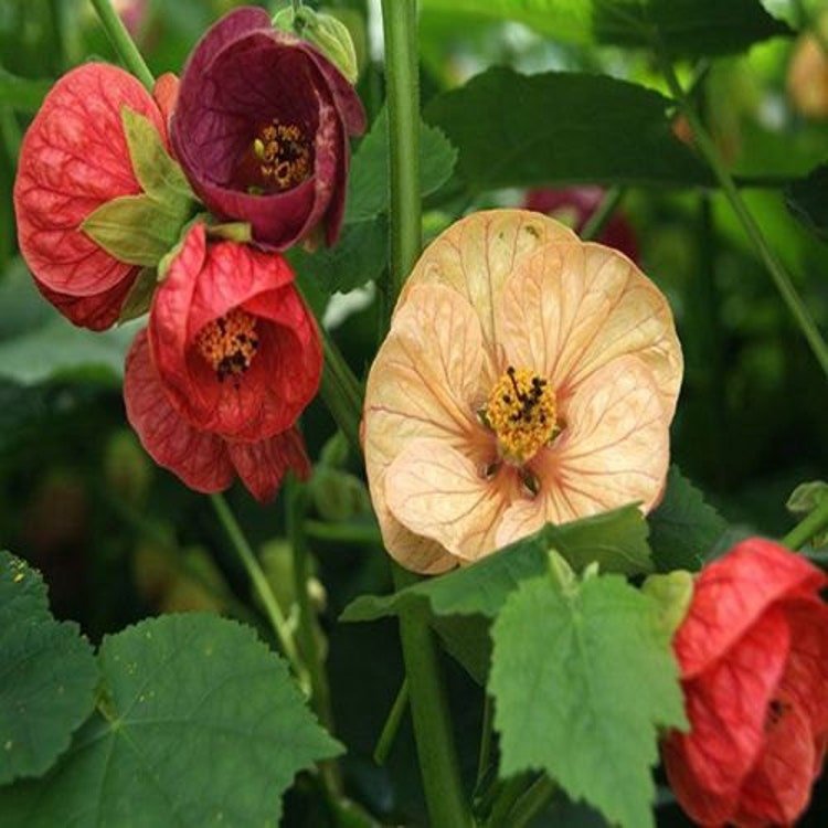 50 Flowering Maple Mix Flower Seeds Garden Fresh Seeds
