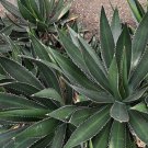 20 Agave Thorn Crested Succulent Seeds Garden Fresh Seeds
