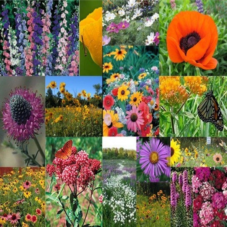 7g Wildflower Pacific Northwest Mix Seeds Garden Fresh Seeds