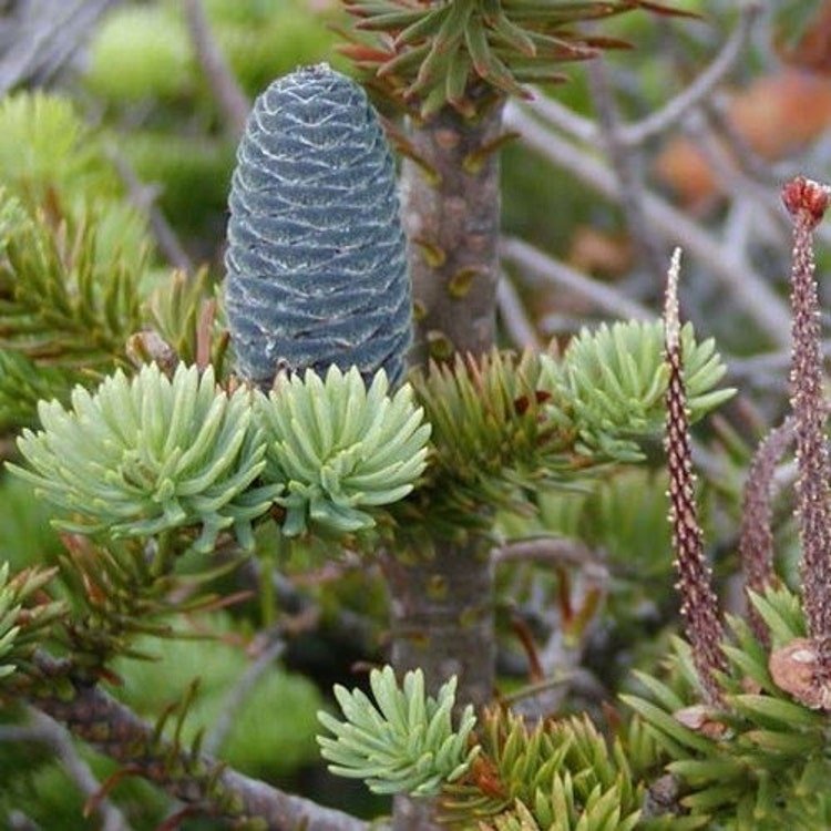 25 Balsam Fir Tree Seeds Garden Fresh Seeds