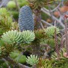 25 Balsam Fir Tree Seeds Garden Fresh Seeds