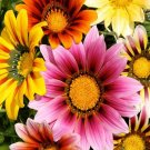 30 Gazania Splendens Mix Flower Seeds Garden Fresh Seeds