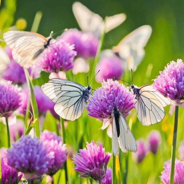 200 Chives Herb Seeds Garden Fresh Seeds