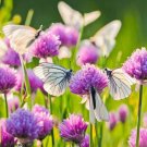 200 Chives Herb Seeds Garden Fresh Seeds