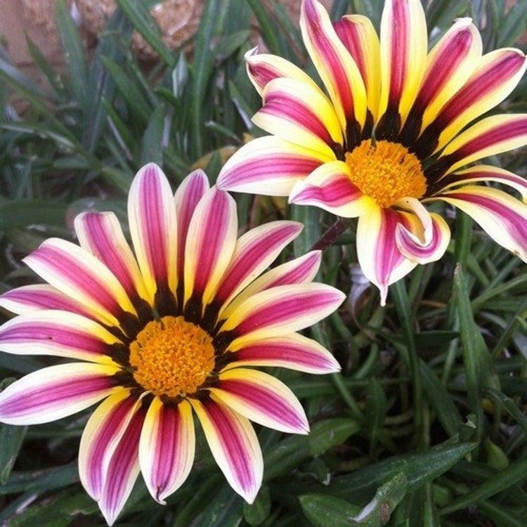 10 Gazania Garden Rose Striped Flower Seeds Garden Fresh Seeds