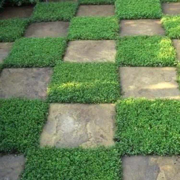 200 Rupturewort Green Carpet Ground Cover Seeds Garden Fresh Seeds