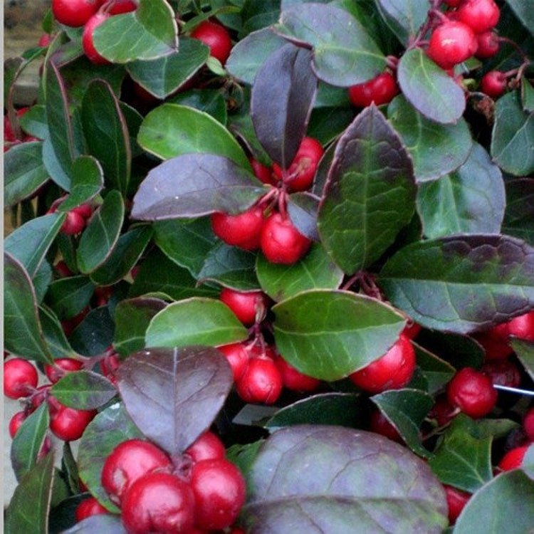 30 American Wintergreen Seeds Garden Fresh Seeds