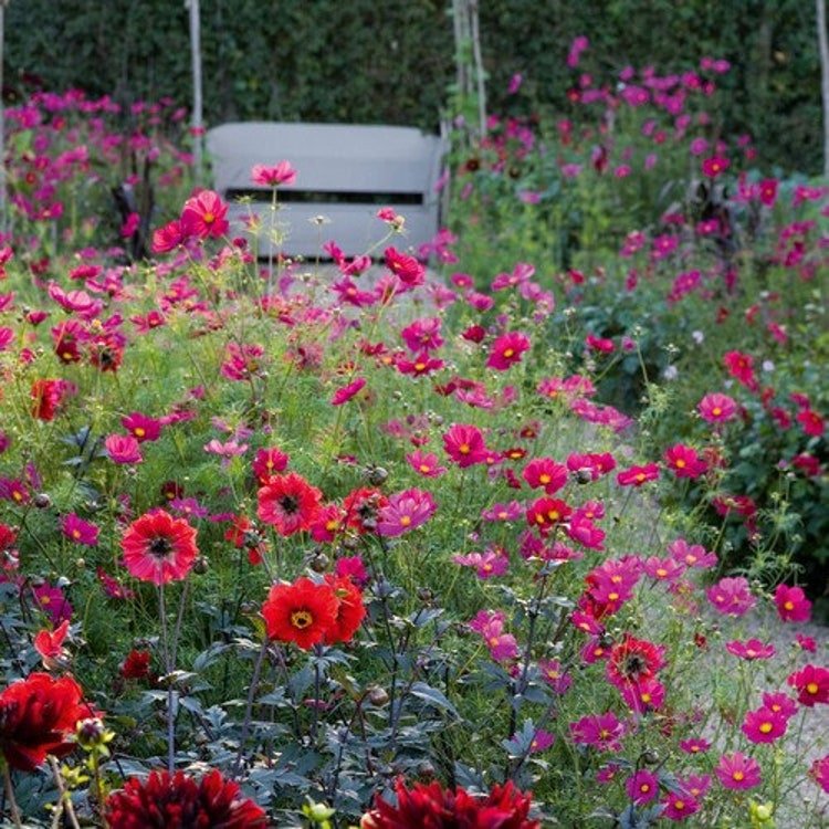 50 Cosmos Sensation Dazzler Flower Seeds Garden Fresh Seeds